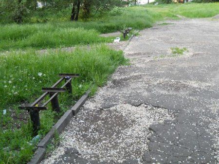 Из всех городских парков для отдыха пригодны только два Из всех городских парков для отдыха пригодны только два