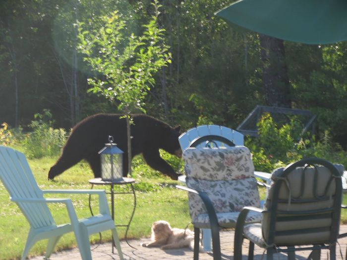 A Bear In The Yard? My Cat Couldn