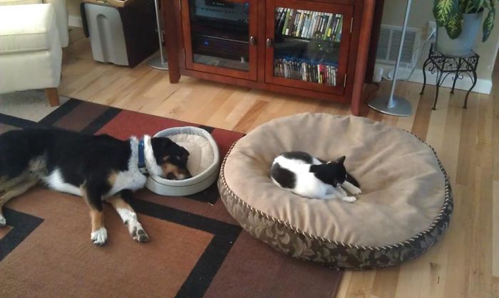 Cat Gives No F*cks