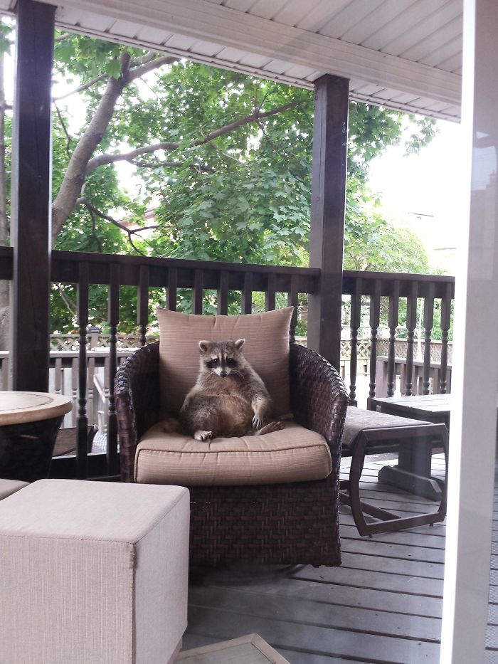 Came Downstairs To See This Little Guy Making Himself Right At Home