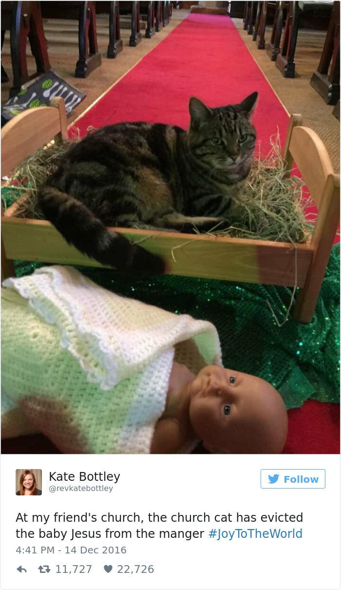 This Church Cat