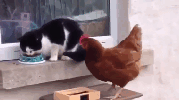 Zero F*cks Given