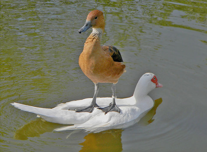 F*ck You, Other Duck