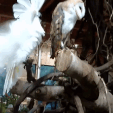Listen Cockatoo, This Owl Does Not Care