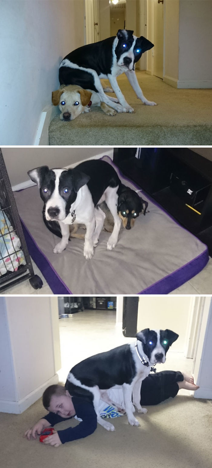 This Dog Who Doesn