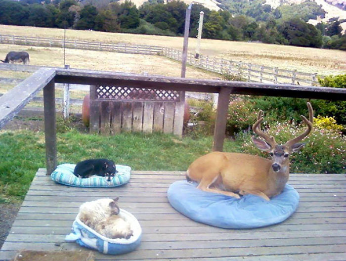 Oh Deer