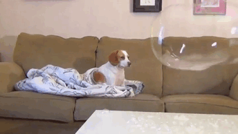 Unimpressed Dog Is Unimpressed