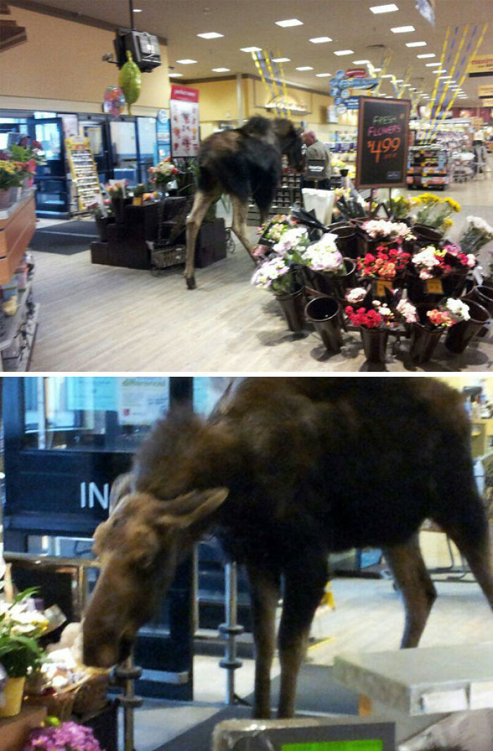 This Moose Decided To Enter The Local Grocery Store