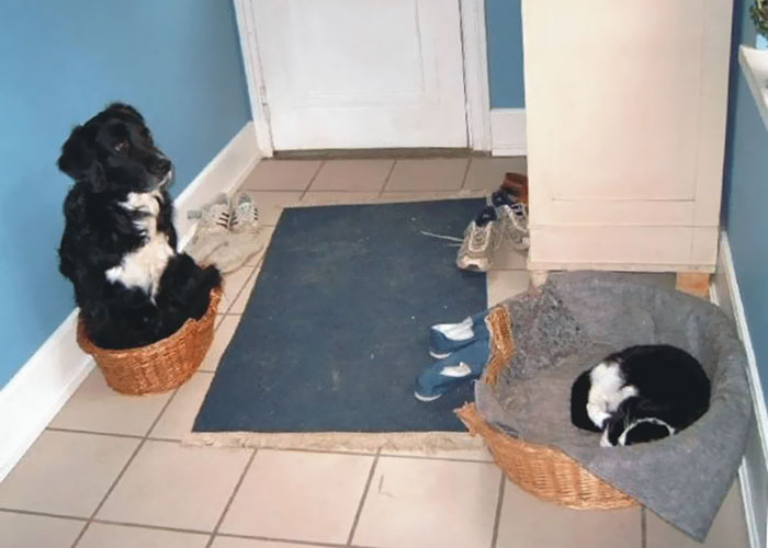 Poor Dog